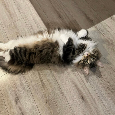 Portrait of a dark and white main coon cat on back