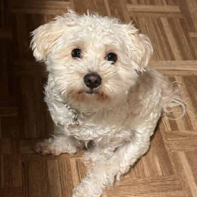 A white terrier dog posing for a portrait