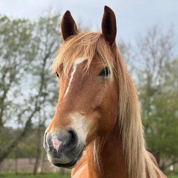 Portrait of a red horse with a light mane